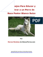 4 Consejos para Educar y Adiestrar A Un Perro de Raza Pastor Blanco Suizo