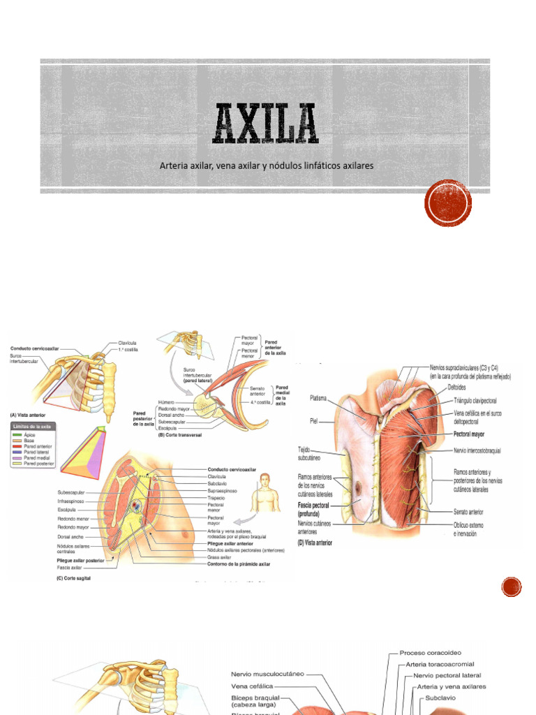 Axila | PDF