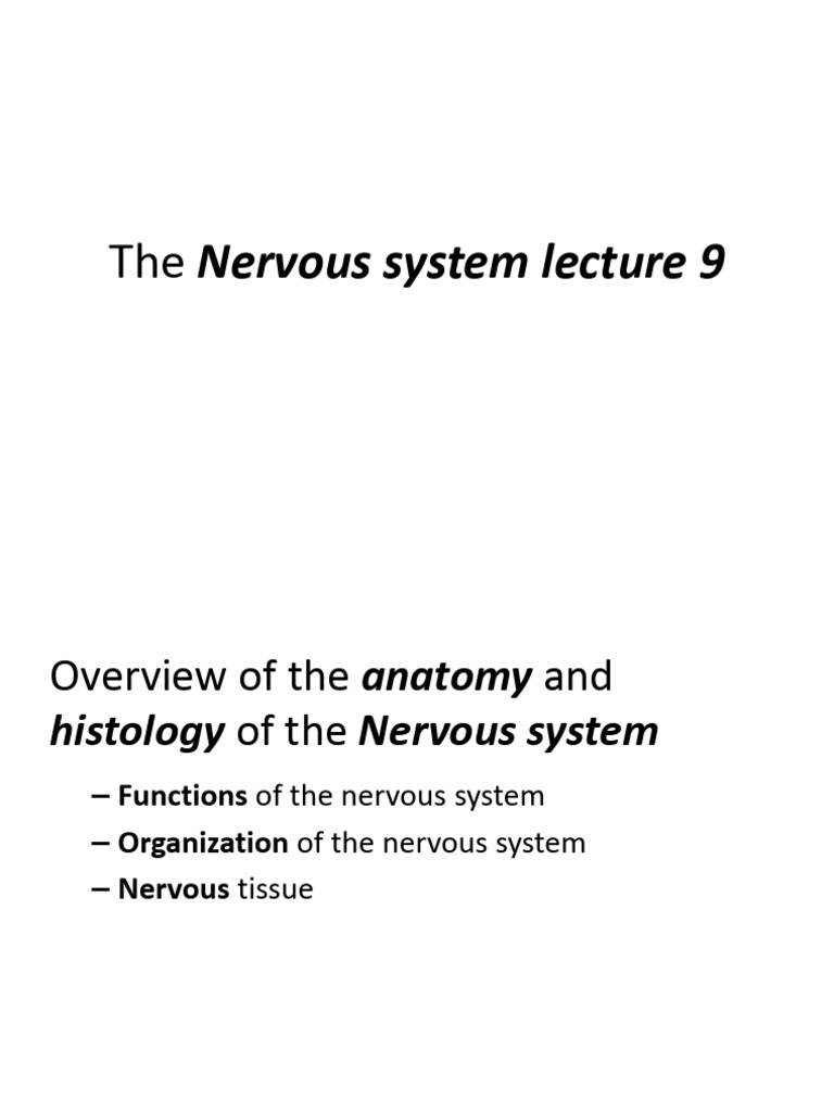 The Nervous System Lecture 9 | PDF | Central Nervous System | Neuron