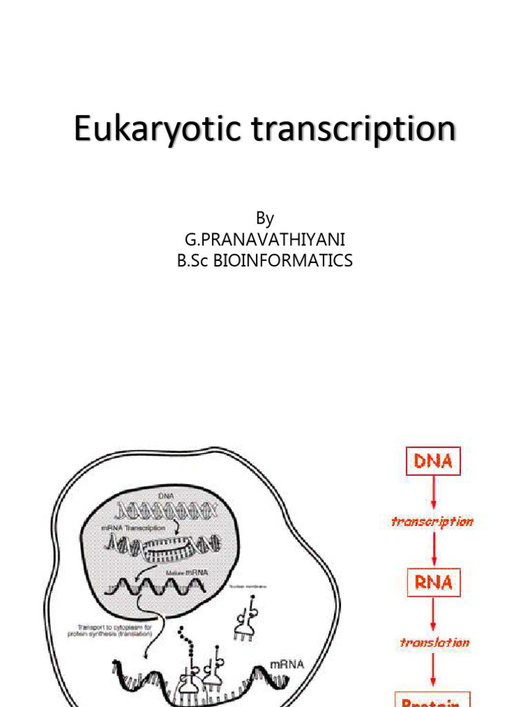 Eukaryotic Transcription | PDF