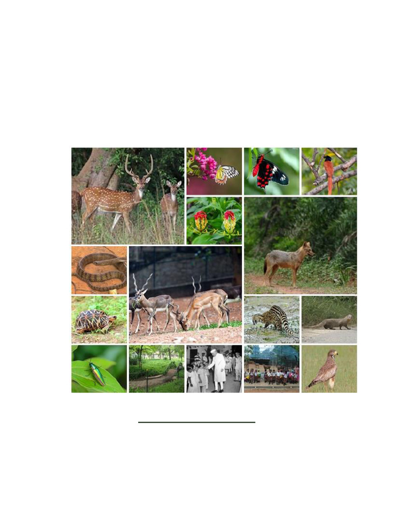 Management Plan For Guindy National Park | PDF | Rain
