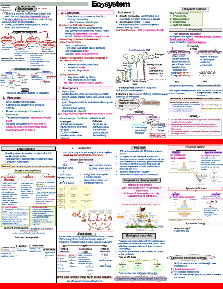 Ecosystem Mind Maps DLP 2 | PDF | Ecosystem | Food Web