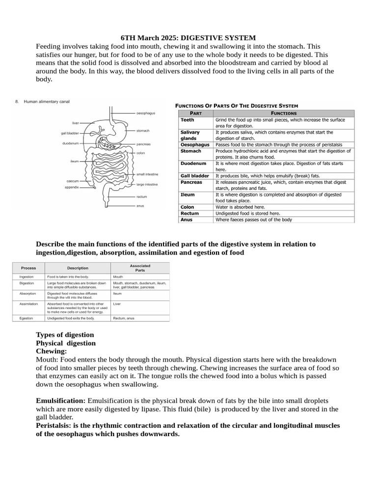 Digestive System | PDF | Digestion | Human Digestive System