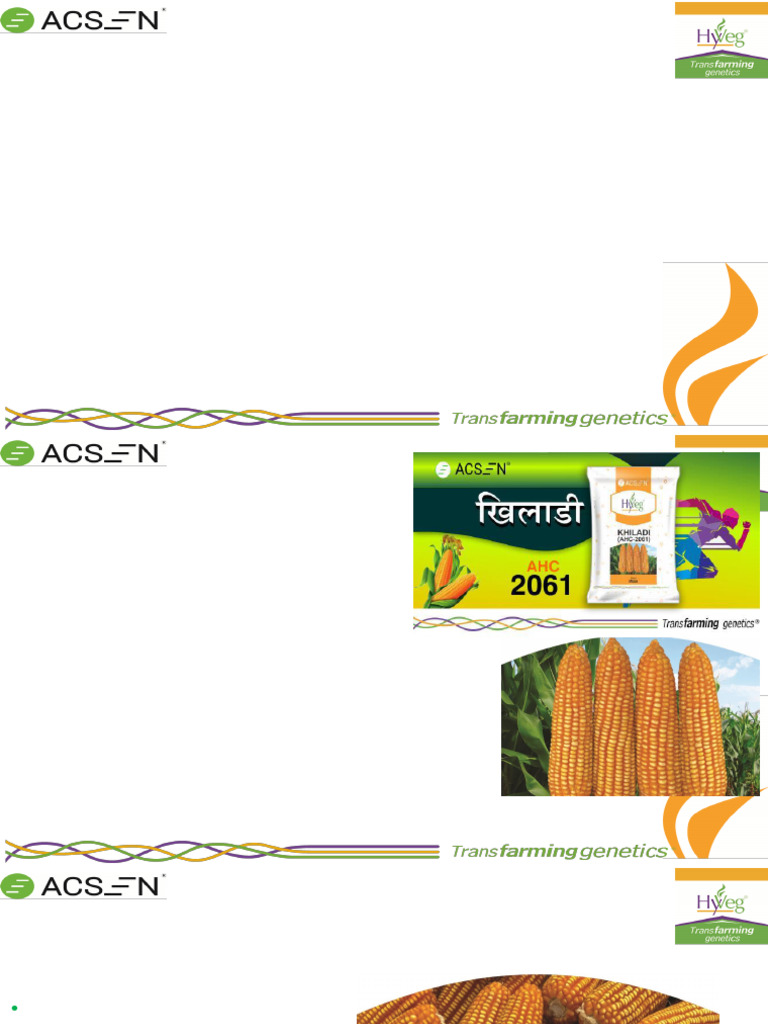Corn | PDF