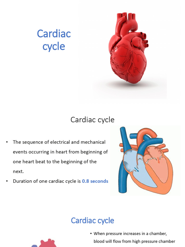 6) Cardiac Cycle | PDF | Diastole | Ventricle (Heart)