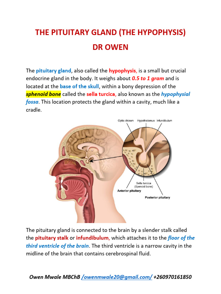 The Pituitary Gland DR Owen 2025 | PDF | Pituitary Gland | Hypothalamus