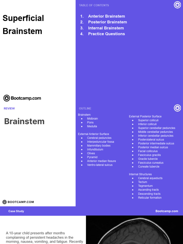Ainstem | PDF | Brainstem | Cerebellum
