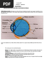 Anatomy and Function of the Human Eye | PDF | Eye | Human Eye