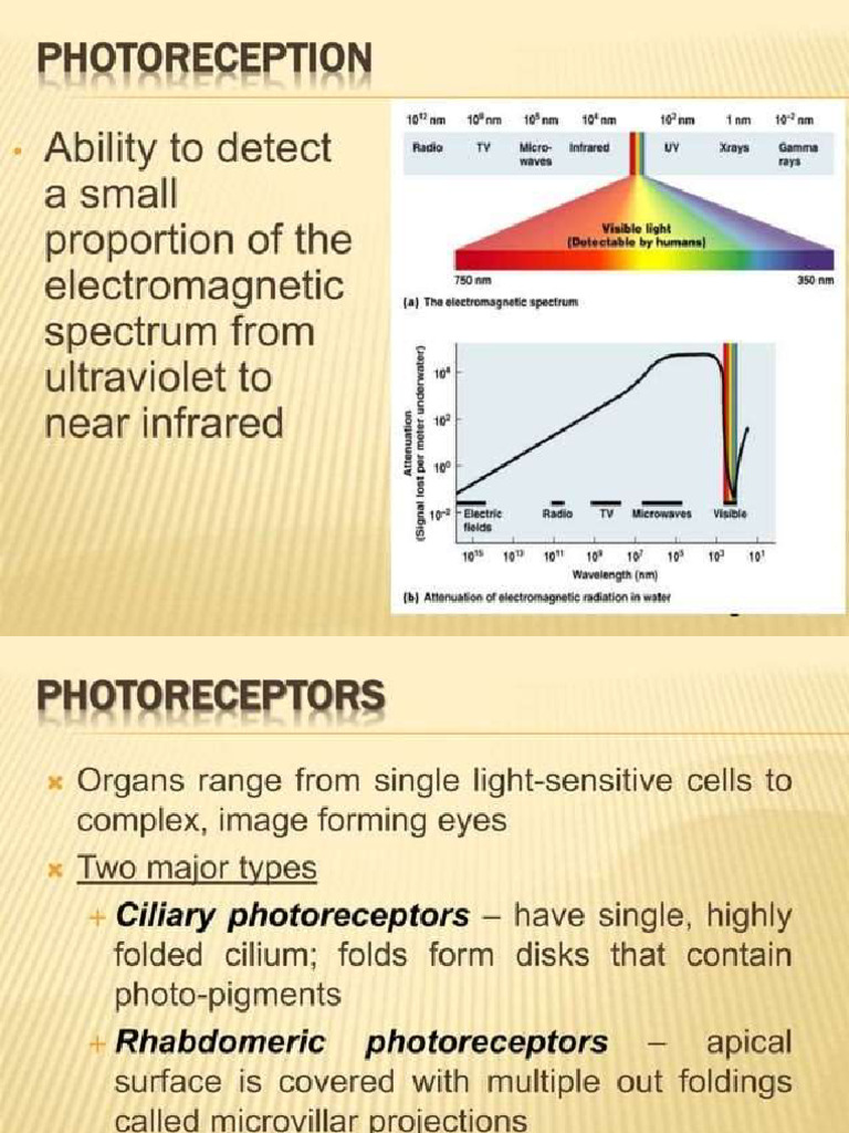 Photoreception 1 | PDF