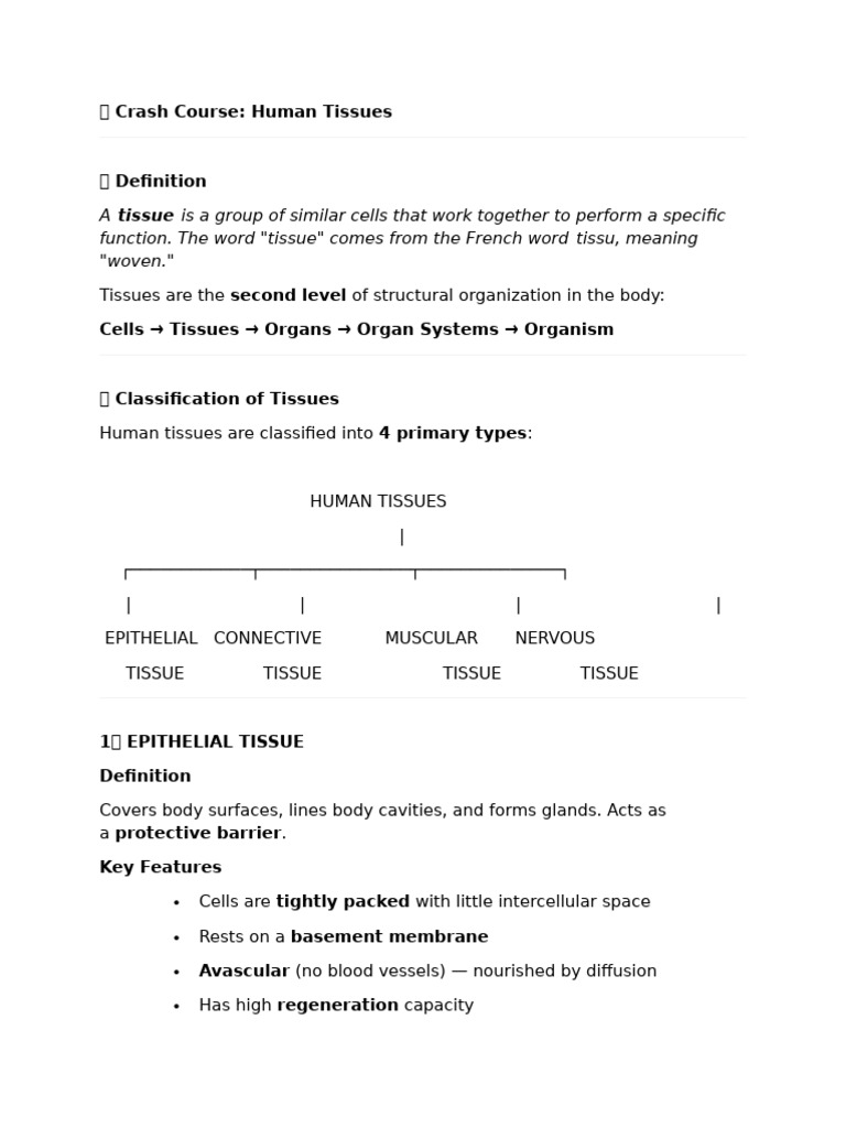 Human Tissues | PDF | Epithelium | Tissue (Biology)