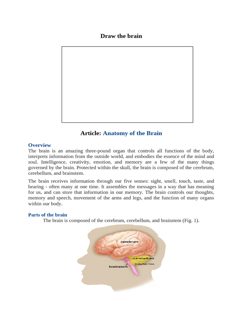Article - Anatomy of The Brain | PDF | Lateralization Of Brain Function ...
