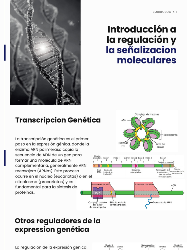 Genome Editing | PDF