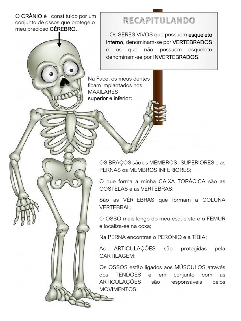 Recapitulando Ossos e Músculos | PDF | Esqueleto | Osso