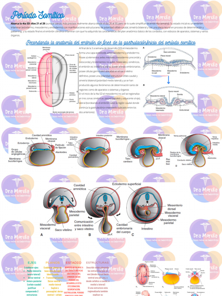 2 - Periodo Somitico - Anatomia Del Embrion | PDF