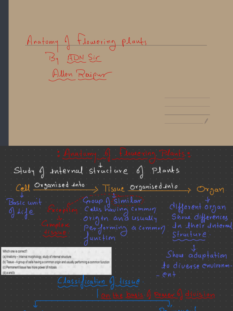 Plant Anatomy Hand Notes | PDF