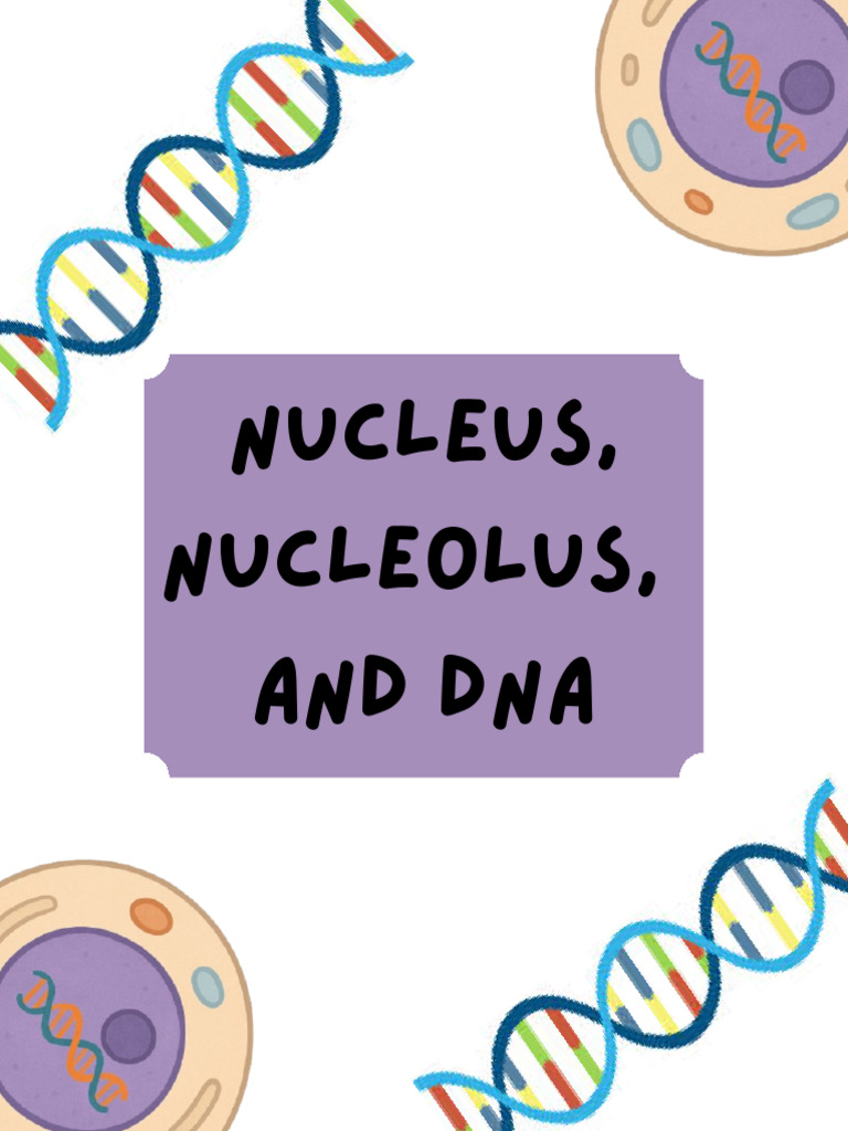 S2 - Nucleus, Nucleolus, and DNA | PDF | Dna | Cell (Biology)