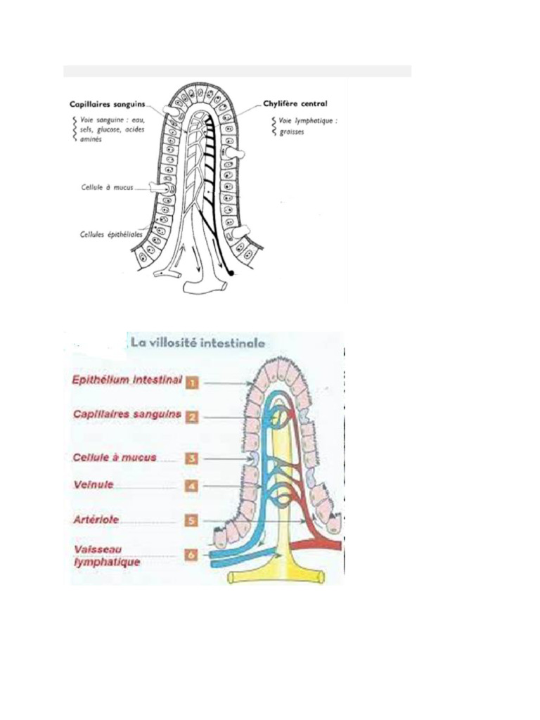 Schéma Villosite | PDF
