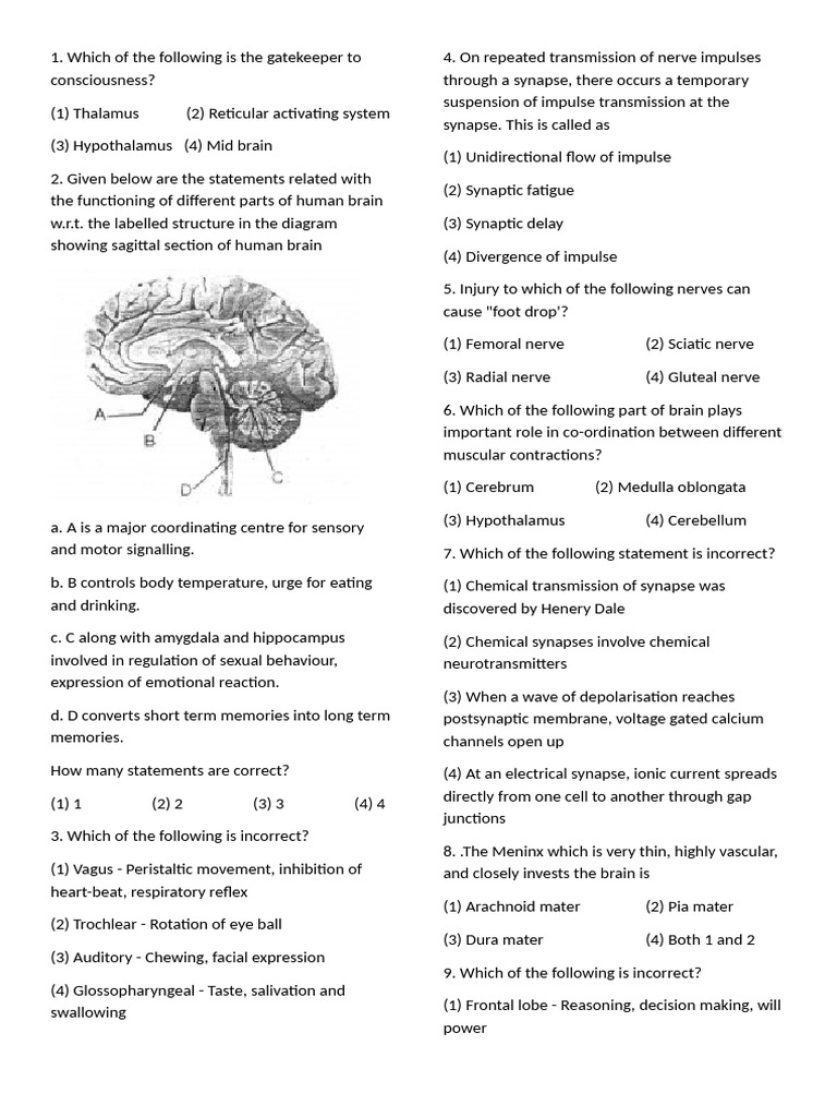 Neural Control and Coordination | PDF | Human Brain | Synapse