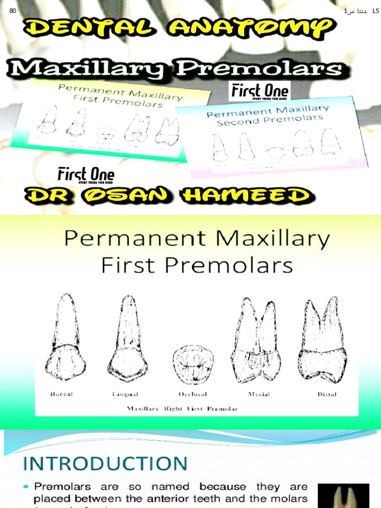 Max Premolar | PDF