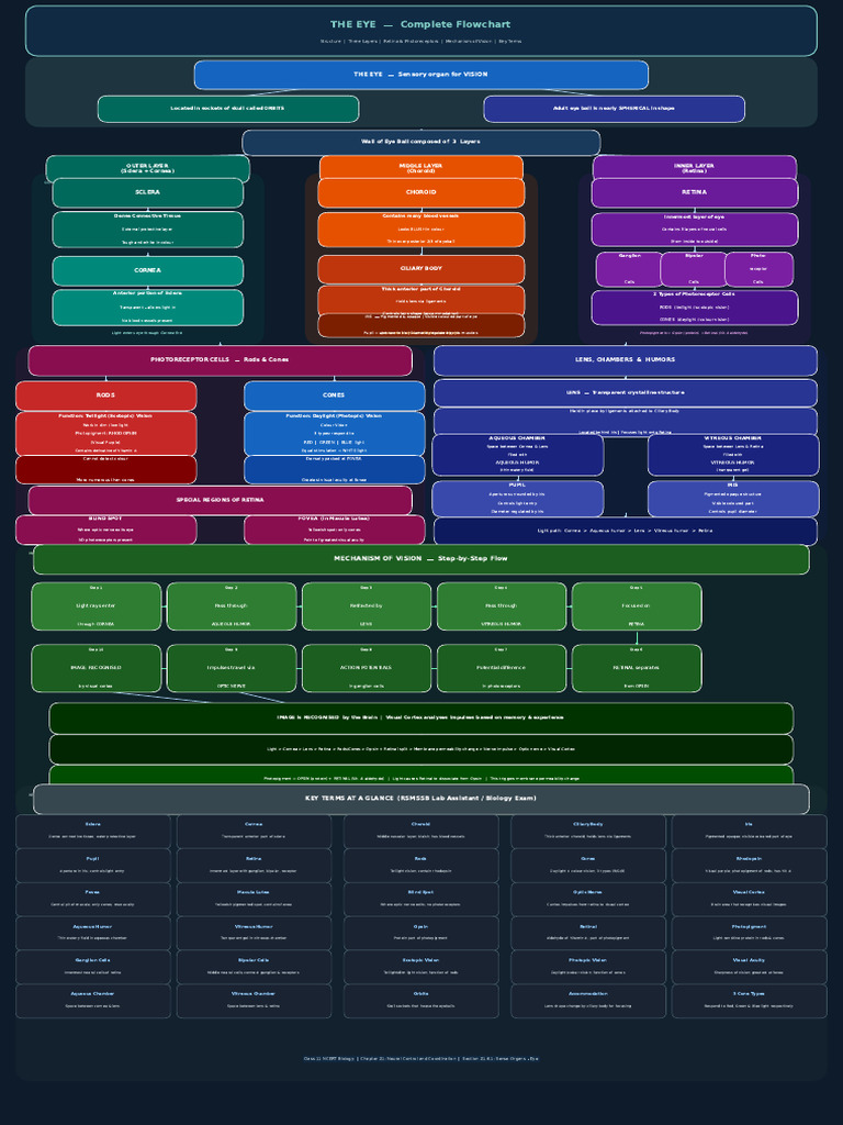 Eye Complete Flowchart | PDF | Retina | Visual System