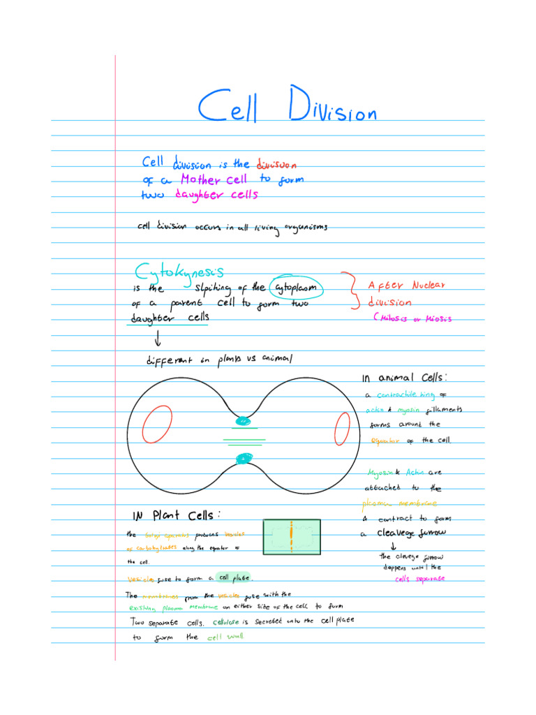 Nucleus and and Cell Division Notes | PDF | Mitosis | Meiosis