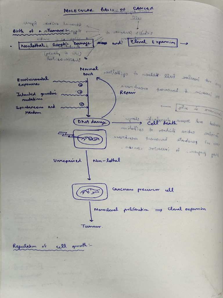 Molecular Basis of Neoplasia - Freenotes | PDF