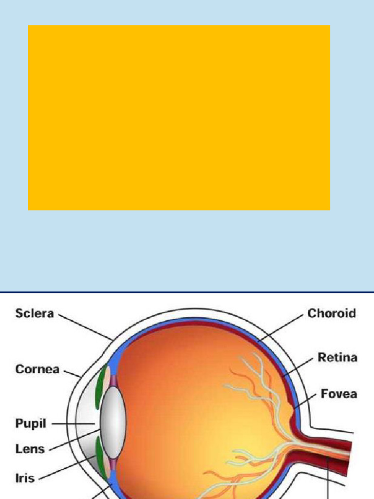 Eyeball Anatomy | PDF | Cornea | Human Eye