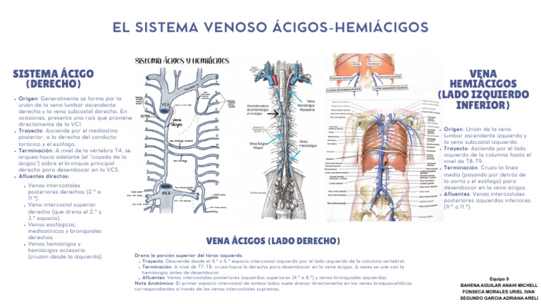 El Sistema Venoso Ácigos-Hemiácigos | PDF | Angiología | Tórax ...