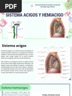 Venas Ácigos y Hemiácigos: Anatomía y Función | PDF | Historia | Clásicos