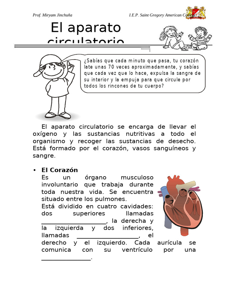 El Sistema Circulatorio | PDF | Corazón | Sistema circulatorio