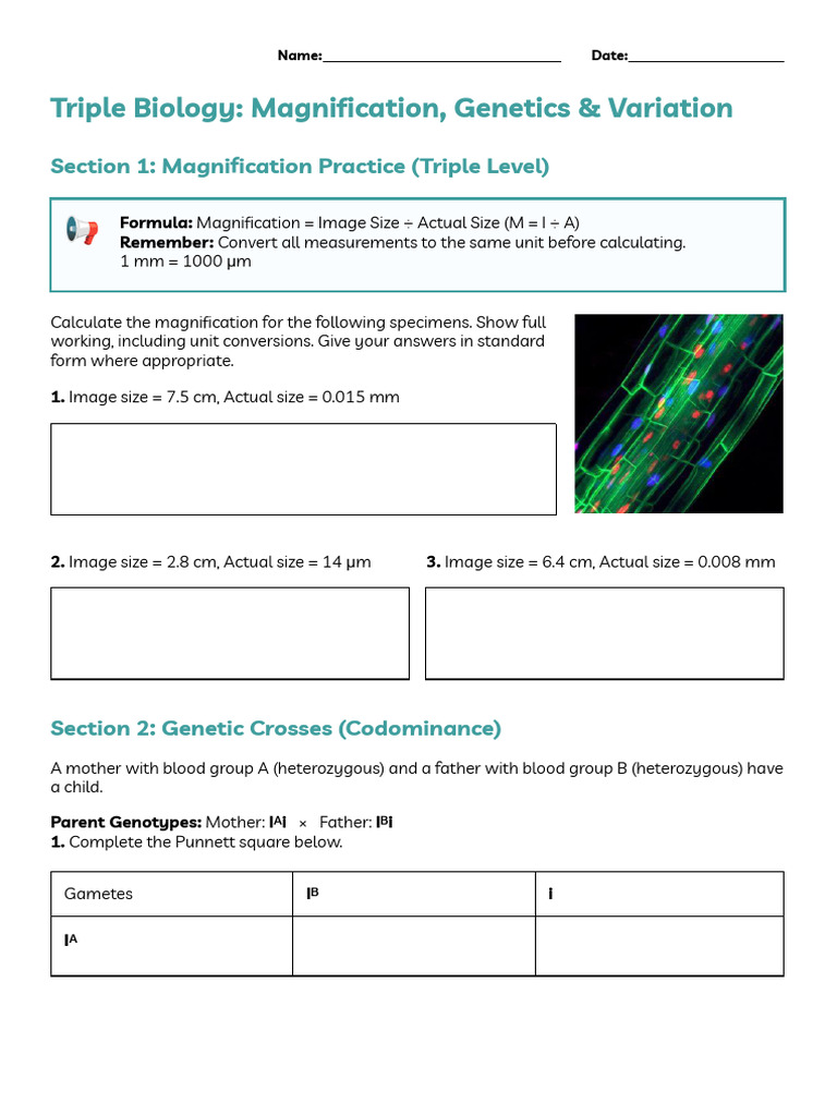 Triple Biology Exam Practice - Extended Response + Magnification ...