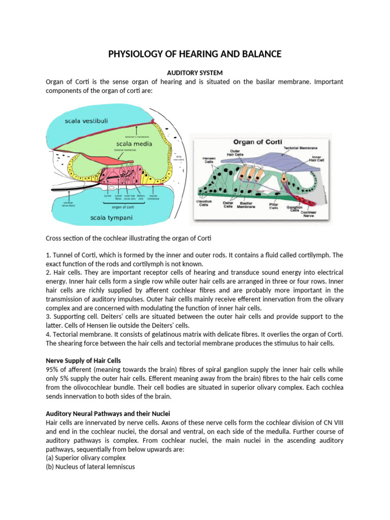 Physiology of Hearing and Balance - 070124 | PDF | Auditory System ...
