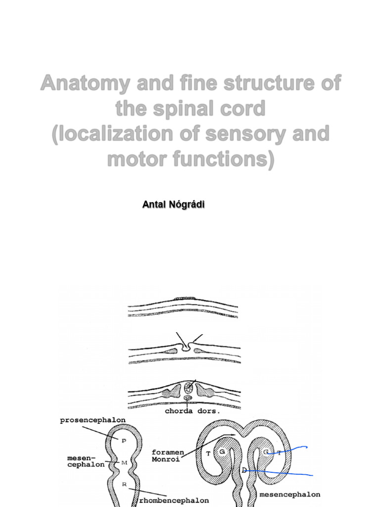 2023-24 Sem3 Lect Eng 01 - Spinal Cord | PDF | Spinal Cord | Motor Neuron