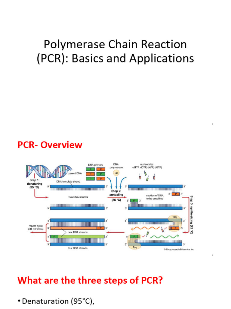 2024-02-08-HHJ-rDNA-PCR-Gen Engg | PDF | Polymerase Chain Reaction ...