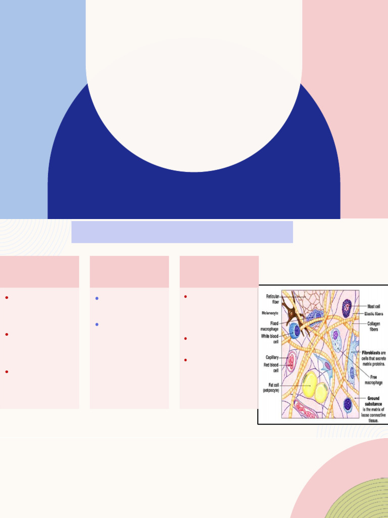 L11 Connective Tissue Proper Part 2 | PDF | Connective Tissue ...