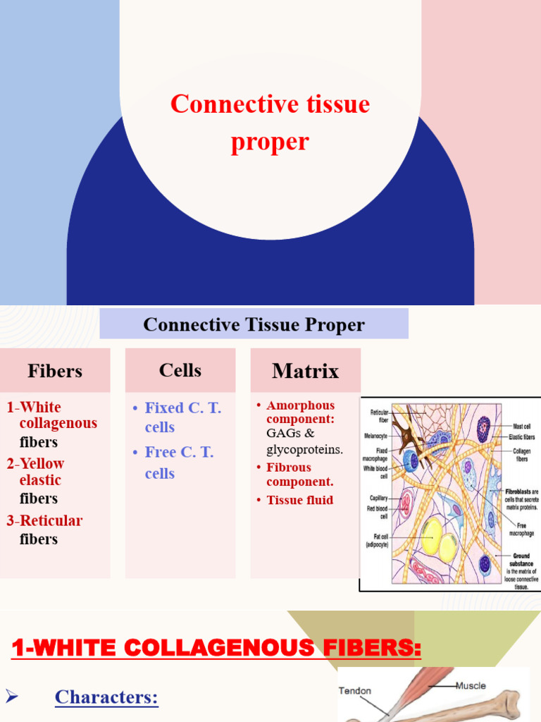 L10 Connective Tissue Proper - Part1 | PDF | Collagen | Biology