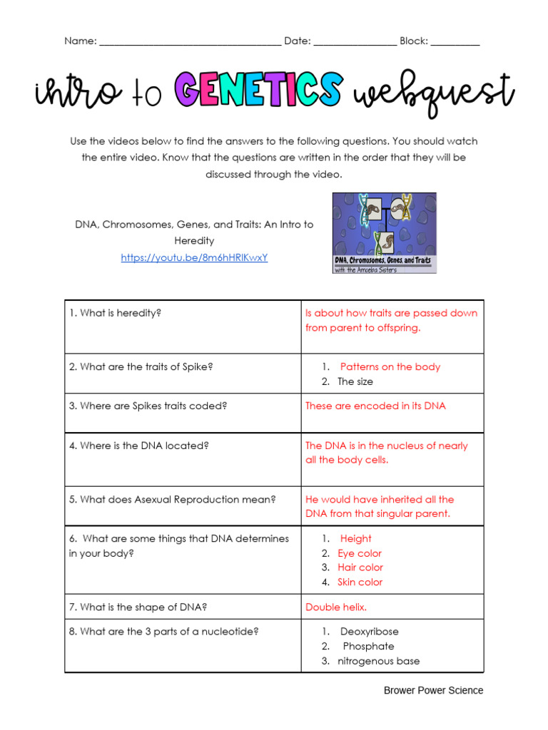 Intro To Genetics WebQuest | PDF | Genotype | Dominance (Genetics)