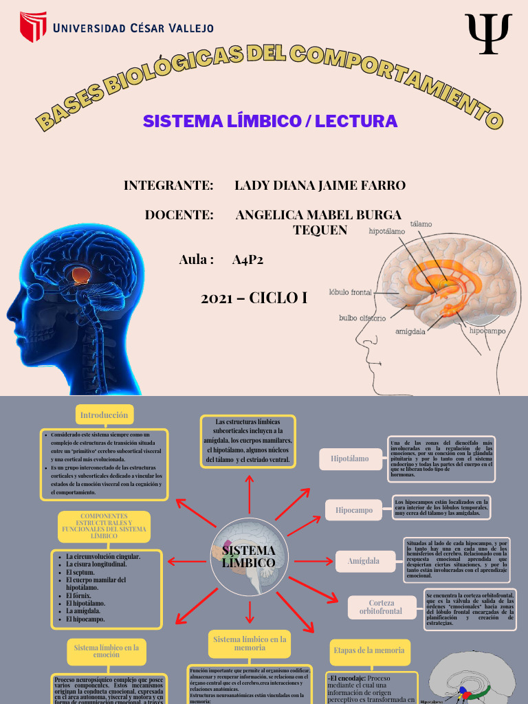 Sistema Límbico | PDF | Sistema límbico | Las emociones