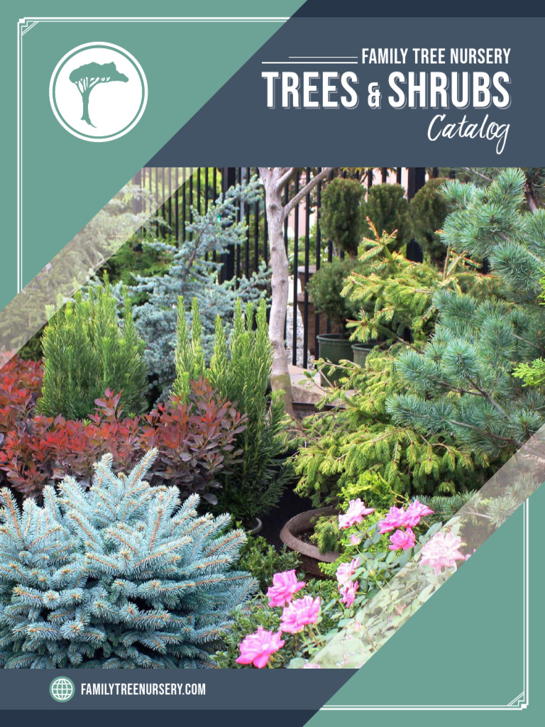 FTN Trees Shrubs Catalog | PDF | Maple | Beech