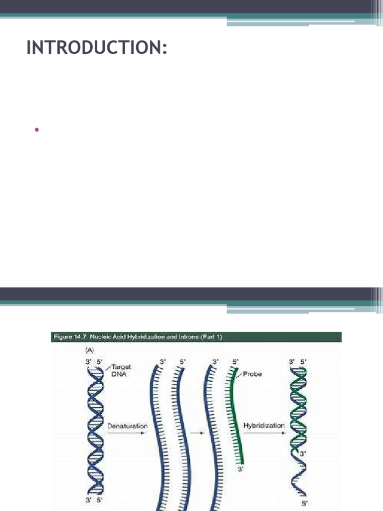 Nucleic Acid Hybridization 2 25 | PDF | Southern Blot | Dna