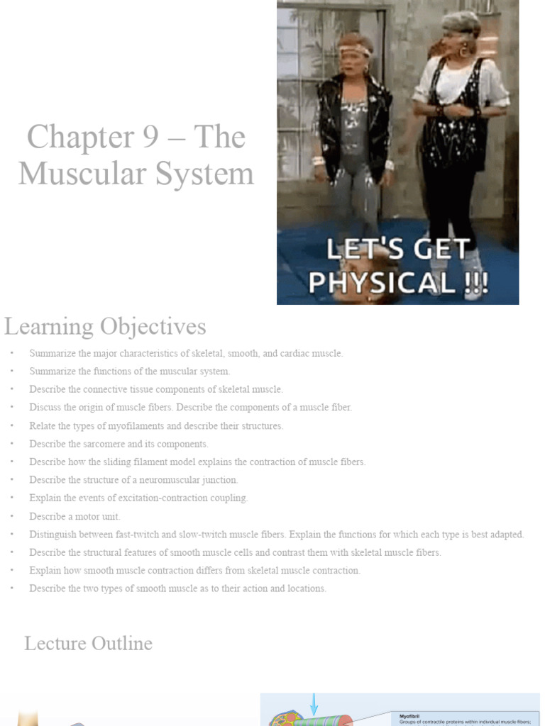 9 Muscular+System Class PDF | PDF | Muscle Contraction | Skeletal Muscle