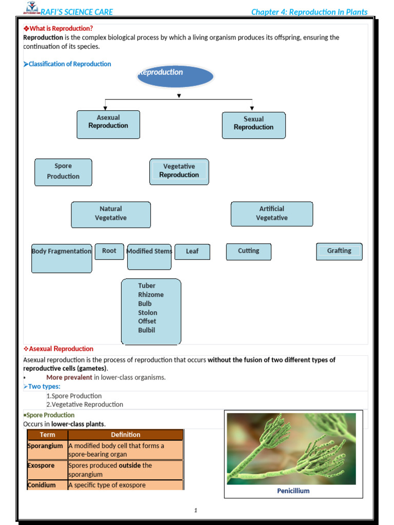 What Is Reproduction | PDF | Seed | Fruit