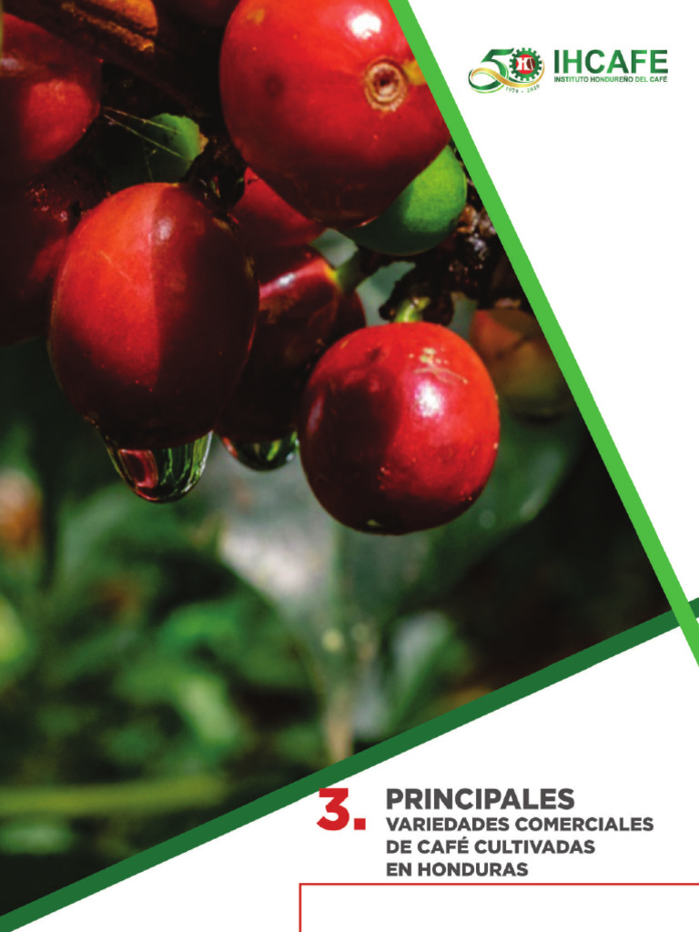 Capitulo 3 Manual de Caf - Principales Variedades de Honduras | PDF ...
