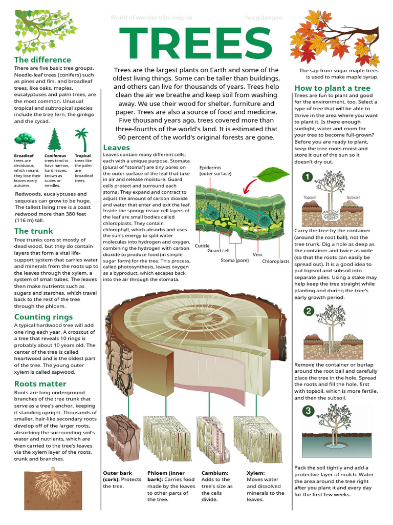 Trees | PDF