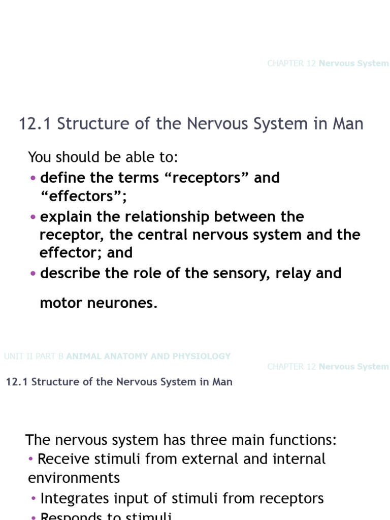 Chapter 12 - Nervous System and The Senses | PDF | Central Nervous ...