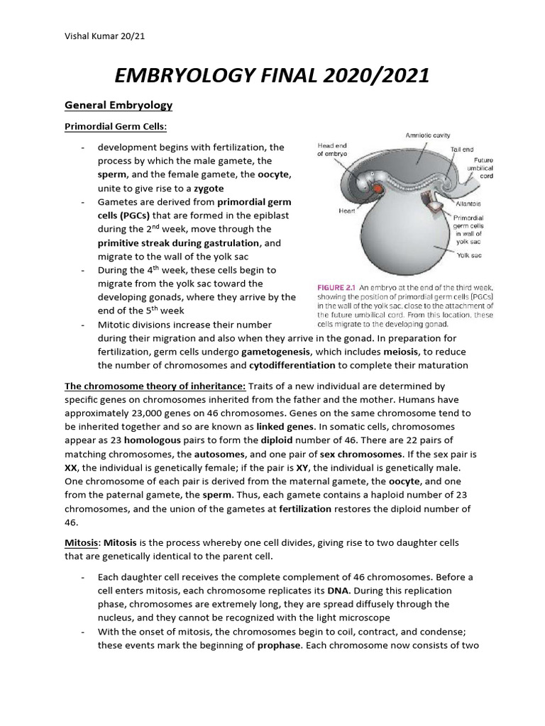 Embryology Final 20-21 - VK | PDF | Meiosis | Mitosis