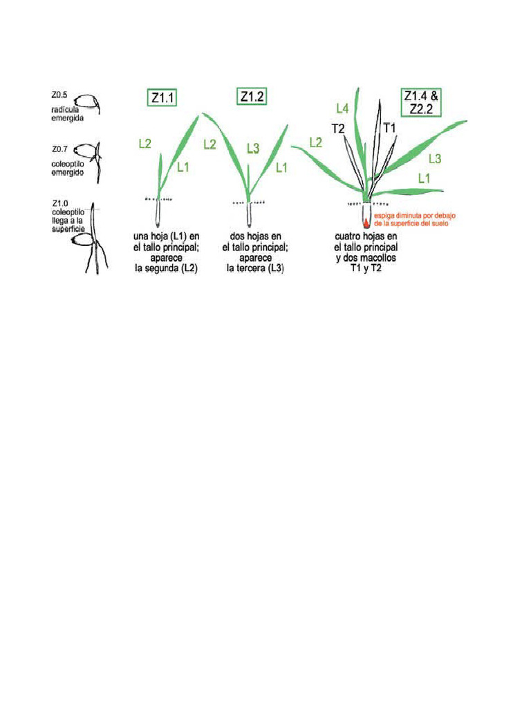 Zadoks Trigo | PDF