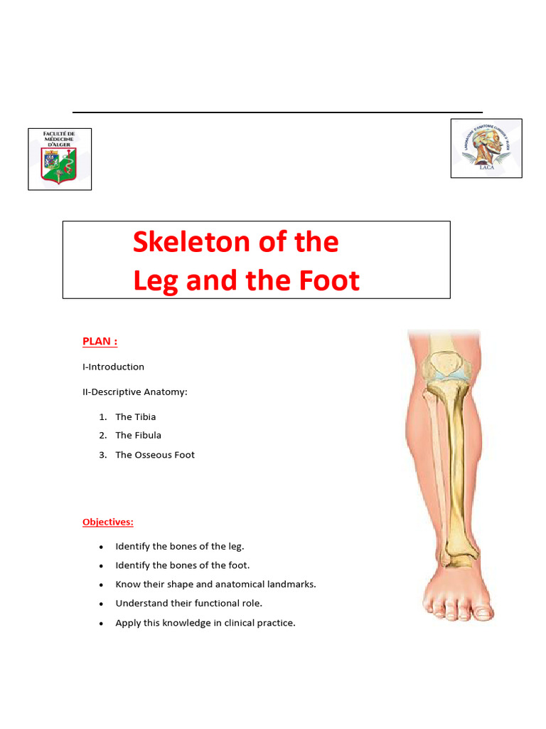 Skeleton of The Leg and The Foot DR RETIA | PDF | Musculoskeletal ...