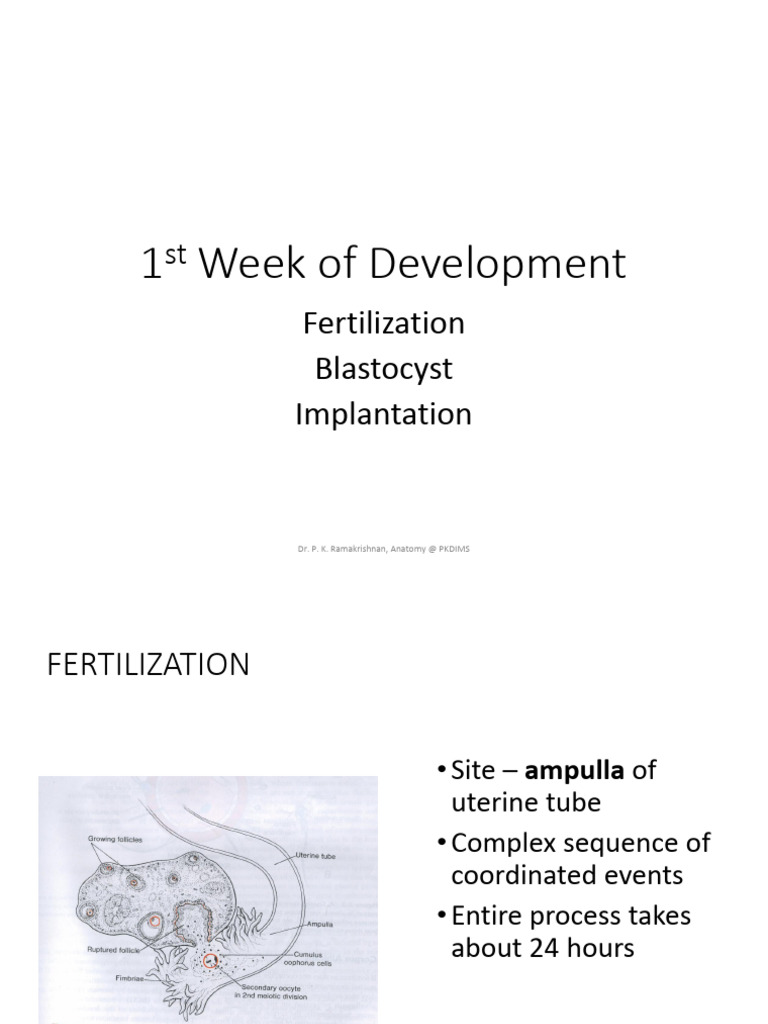 Fertilisation & Implantation 2 | PDF | Fertilisation | Uterus