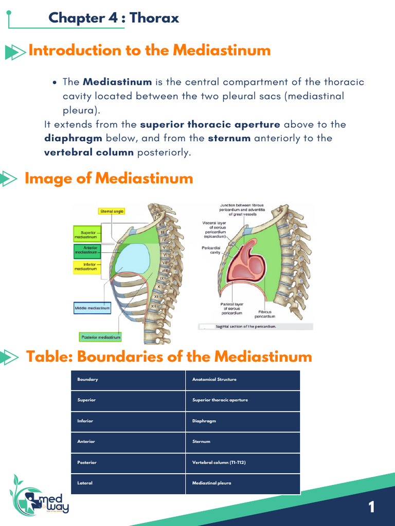 Mediastinum Notes 260318 170821 | PDF | Aorta | Thorax